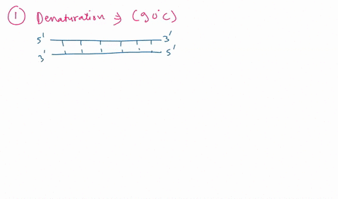 for-pcr-why-do-we-refer-to-primers-as-bookmarks-why-do-we-need-2-primers-one-forward-and-one-reverse-34299