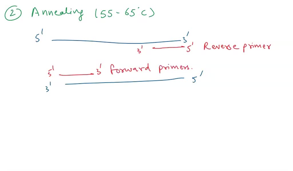 SOLVED For PCR, why do we refer to primers as "bookmarks"? Why do we need two primers (one