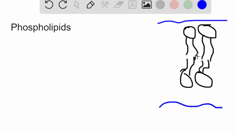 phospholipids-in-the-cell-membrane-are-positioned-in-a-bilayer-with-their-_______-pointing-inward-phospholipids-in-the-cell-membrane-are-positioned-in-a-bilayer-with-their-_______-pointing-i-05602