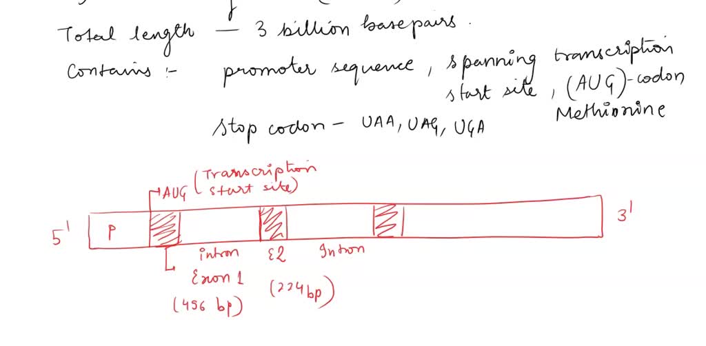 SOLVED: A Human Gene Was Initially Identified As Having Three Exons And ...