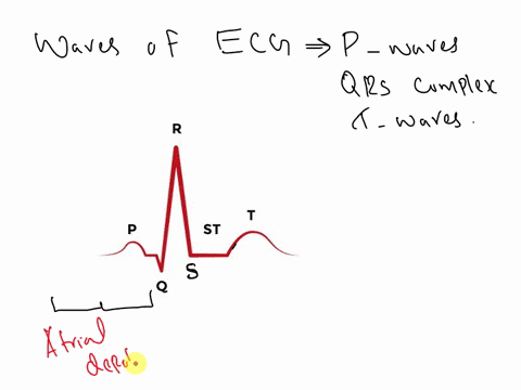 the-waves-of-the-ecg-are-called-p-waves-qrs-complex-and-t-waves-these-waves-are-a-consequence-of-p-ventricular-depolarizationors-mitral-and-tricuspid-valves-opening-taortic-and-pulmonary-val-83597