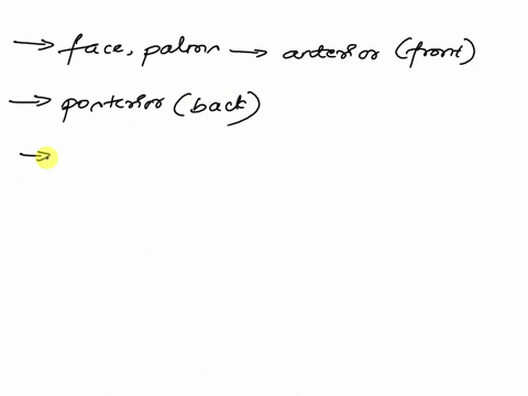 in-standard-anatomical-position-1-the-face-and-palms-are-on-the-body-surface-2-the-buttocks-and-shoulder-blades-are-on-the-body-surface-3-the-top-of-the-head-is-the-most-part-of-the-body-a-t-23107