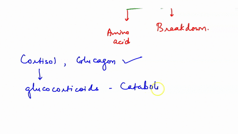 which-hormone-promotes-protein-catabolism-a-cortisol-b-thyroid-hormone-c-glucagon-d-insulin-55386