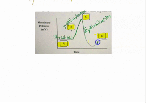 this-graph-shows-the-depolarization-and-repolarization-of-one-point-of-an-axon-21a-4pts-describe-the-state-shape-of-the-na-channels-at-each-point-of-this-graph-a-b-c-d-a-answer-b-answer-c-an-21208