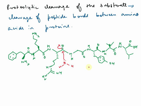 draw-the-reaction-mechanism-for-the-proteolytic-cleavage-of-the-substrate-shown-below-at-the-indicated-location-red-line-include-the-active-site-residues-and-all-necessary-steps-to-completel-11084