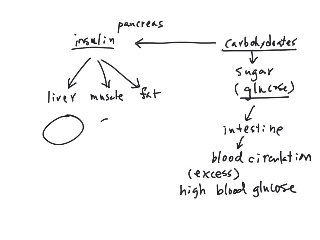 solved-explain-how-insulin-regulates-glucose-levels-in-the-blood