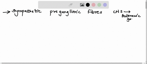82-sympathetic-preganglionic-fibers-extend-from-the-cns-to-autonomic-ganglia-via-the-a-dorsal-roots-and-gray-rami-communicantes-b-dorsal-roots-and-white-rami-communicantes-c-dorsal-roots-and-02172