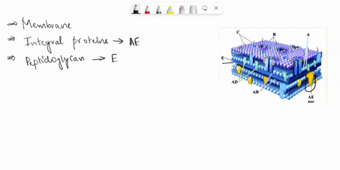 1-why-dont-all-proteins-with-a-ubiquitin-chain-get-degraded-by-the-proteasome-2-what-other-outcomes-might-occur-for-a-ubiquitin-tagged-protein-3-what-are-the-basic-structural-organizational-68053