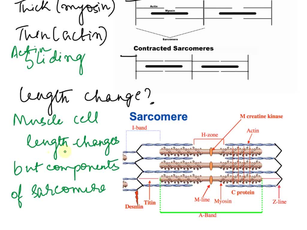 solved-comparing-relaxed-and-contracted-sarcomeres-use-the-figures