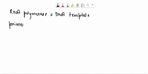 which-ofthese-parts-is-not-needed-to-create-a-transcription-bubble-in-prokaryotic-transcription-rna-polymerase-b-the-primer-attached-to-the-promoter-dna-being-transcribed-d-the-growing-rna-t-46309