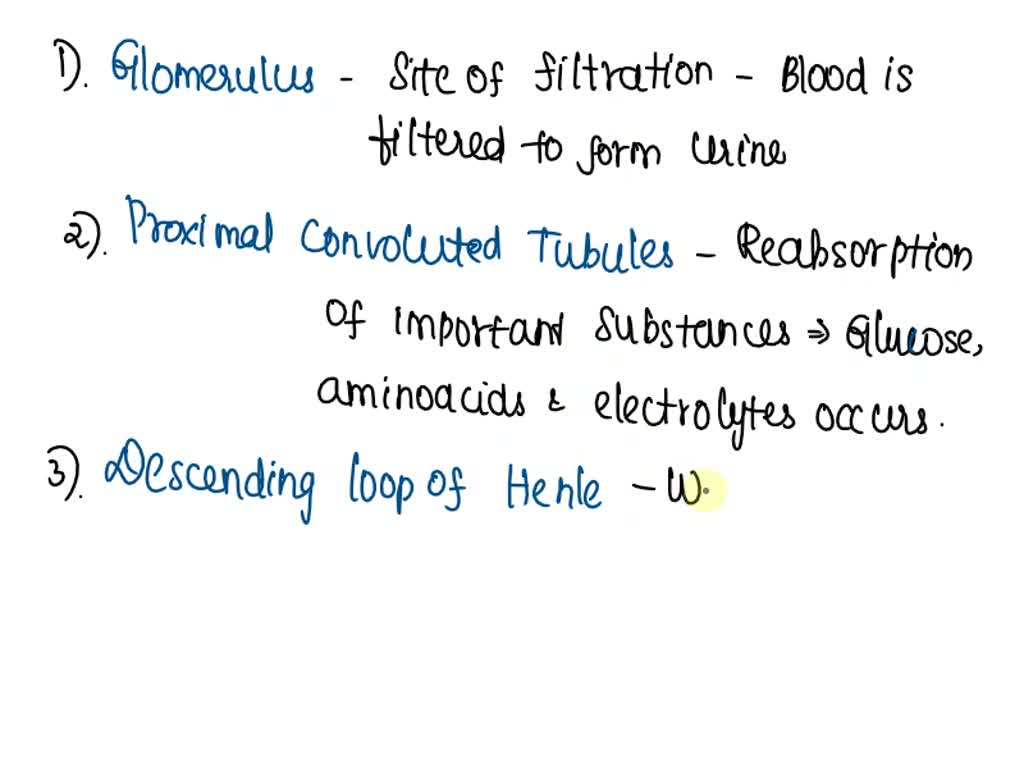 SOLVED: Glomerulus, the proximal convoluted tubules, the descending and ...