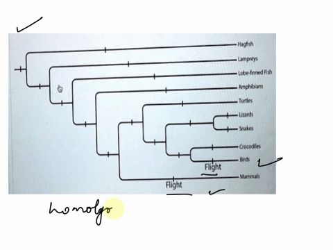question-hontw004-mnan-wereu-bats-mammals-the-brancheson-this-phylogenctic-trec-ancain-birdsand-once-flight-evclved-two-times-among-the-anima-s-evolvedifit-were-actually-homolorous-evolved-j-66309