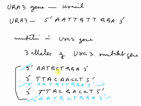 the-ura3-gene-is-required-to-make-uracil-in-yeast-a-geneticist-obtained-a-yeast-strain-from-another-lab-for-an-experiment-and-discovered-it-is-auxotrophic-for-uracil-due-to-a-mutation-in-the-62825