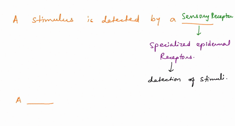 insert-the-correct-word-to-complete-each-sentence-not-all-terms-will-be-used-stimulus-is-detected-by-molor-neuron-conducts-action-potentials-irom-the-spina-cord-to-an-effector-sensory-recept-46397