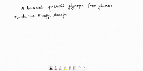organisms-carbohydrates-build-large-molecules-some-sueport-carbohydratcs-are-also-broken-down-carbohydrates-act-as-energy-stores-and-others-give-structural-generate-metabolic-energy-match-th-71571