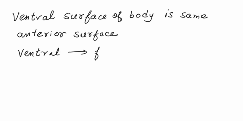 the-ventral-surface-of-the-body-is-the-same-as-its_____-surfacea-medial-b-superior-c-superficial-d-anterior-e-distal-52278