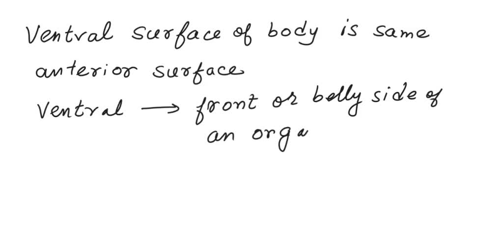 SOLVED The ventral surface of the body is the same as its surface