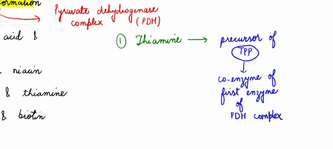 question-37-which-of-the-following-vitamins-are-precursors-to-coenzymes-that-are-necessary-for-the-formation-of-acetyl-coa-from-pyruvate-a-thiaminc-riboflavin-folatc-pantothenic-acid-and-bio-46134