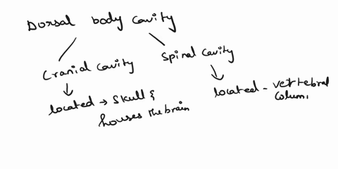 introduction-to-anatomy-and-physiology-c-superior-to-the-right-iliac-region-1-the-dorsal-body-cavity-is-subdivided-into-the-d-inferior-to-the-left-hypochondriac-region-cavity-and-the-cavity-93996