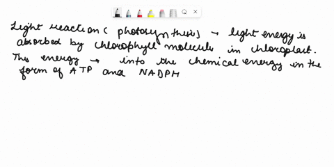 revie-light-nadp-t-adp-light-reactions-calvin-cycle-nadph-chzo-sugar-select-the-most-accurate-statement-describing-the-basic-function-of-the-light-reactions-of-photosynthesis-the-basic-funct-94661
