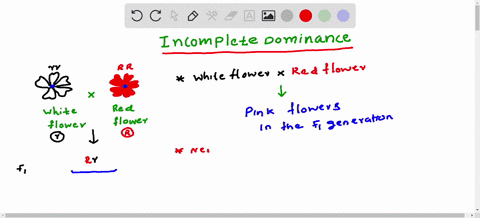 in-an-incomplete-dominance-pattern-if-a-white-four-oclock-flower-is-crossed-with-a-red-four-oclock-flower-the-offspring-will-have-group-of-answer-choices-white-flowers-red-flowers-pink-flowe-40763