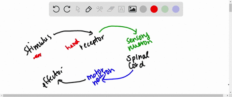 which-part-of-a-reflex-arc-connects-the-effector-to-the-spinal-cord-the-sensory-neuron-the-motor-neuron-the-receptor-the-reflexor-i-think-it-is-the-motor-neuron-but-i-am-not-sure-50699