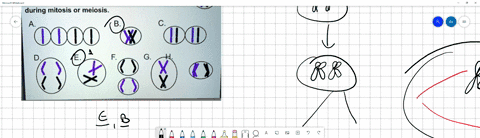 cq4-the-cell-to-the-right-shows-a-diploid-organism-with-two-chromosomes-2n-2-the-pictures-below-show-some-of-the-steps-this-cell-may-go-through-during-mitosis-or-meiosis_-b_-cxc-d-59853