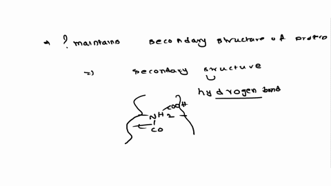 which-statement-describes-how-amino-acids-combine-to-form-the-backbone-structure-of-proteins-a-they-form-peptide-bonds-between-the-amino-group-of-one-amino-acid-and-the-carboxyl-group-of-ano-56342