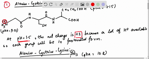 calculate-the-net-charge-of-the-tripeptide-alanine-cysteine-glutamic-at-ph-15-group-of-answer-choices-a0-b-1-c1-d2-and-calculate-the-net-charge-of-the-tripeptide-alanine-cysteine-lysine-at-p-00153