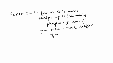 1-which-transporter-will-move-lipid-from-the-cytosolic-leaflet-to-the-outer-leaflet-of-a-plasma-membrane-a-a-flippase-b-a-floppase-c-a-scramblase-d-both-a-flippase-and-a-floppase-e-both-a-fo-66047