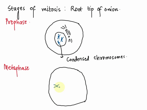 mitosis-onion-root-tip-view-the-slide-of-the-onion-root-tip-preparation-of-cells-at-different-stages-in-the-cell-cyclesearch-for-cells-displaying-the-4-different-stages-of-mitosisprophasemet-43556