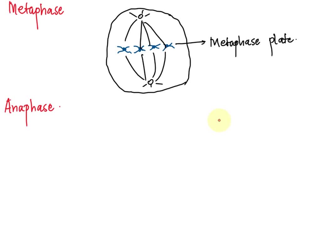 SOLVED A. PLANT CELL ONION ROOT Identify cells within the onion root