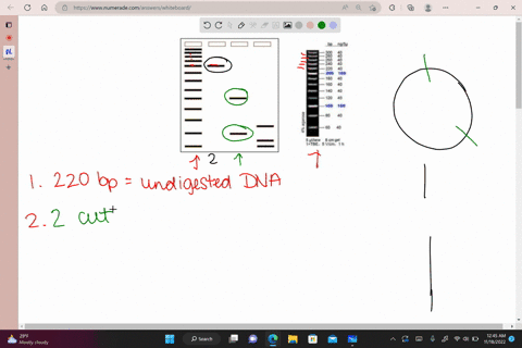 b-638-t70-sample-ladcer-samole-you-are-conducting-experiment-which-requires-tne-use-single-restriction-enzyme-after-incubating-your-sample-in-the-restriction-digest-you-decide-confirm-that-t-34954