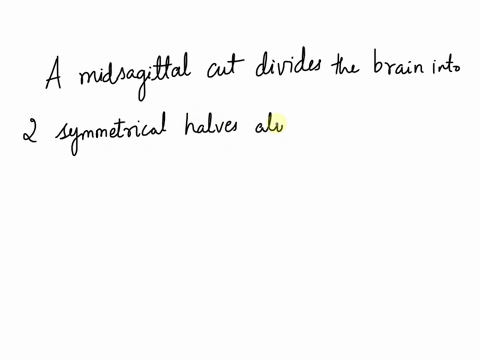 when-dissecting-a-sheeps-brain-a-midsagittal-cut-slices-________-between-the-cerebellum-and-cerebrum-through-the-central-sulcus-through-the-longitudinal-fissure-through-the-parieto-occipital-65598