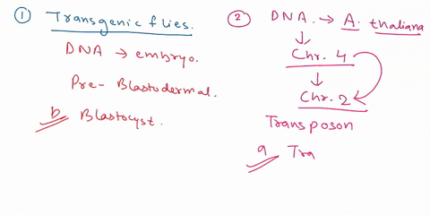 this-is-the-stage-of-development-that-is-injected-to-create-transgenic-flies-multinucleate-syncytium-blastocyst-morula-gastrula-suppose-you-find-a-new-piece-of-dna-with-an-unknown-function-i-72162