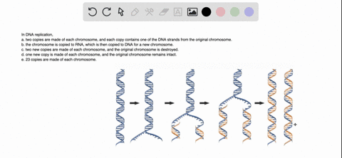 in-dna-replication-a-two-copies-are-made-of-each-chromosome-and-each-copy-contains-one-of-the-dna-strands-from-the-original-chromosome-b-the-chromosome-is-copied-to-rna-which-is-then-copied-26238
