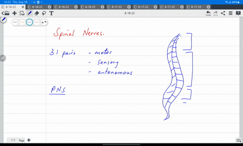 12-in-the-human-there-are-31-pairs-of-spinal-nerves-named-according-to-the-region-of-the-vertebral-column-from-which-they-issue-the-spinal-nerves-are-named-below-indicate-how-they-are-number-28308