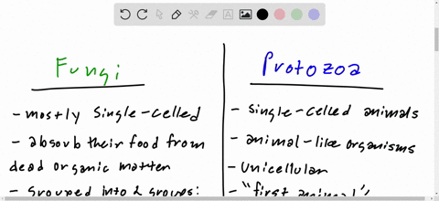 differentiate-between-protist-fungi-and-protozoan