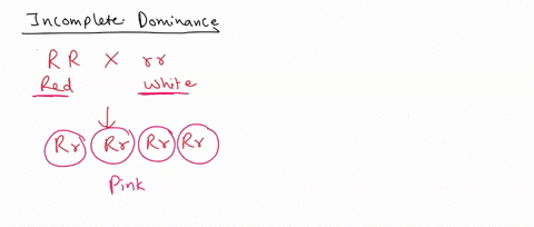 chich-of-the-following-statements-is-true-codominance-regarding-incomplete-dominance-and-arlcomnplete-dominance-is-when-an-offspring-fails-to-fully-alleleand-codominance-is-when-the-develop-53779