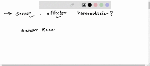 which-of-the-following-correctly-states-what-is-a-sensor-receptor-or-an-effector-during-homeostasis-of-blood-ph-by-the-respiratory-system-sensor-receptor-the-cerebral-cortex-effector-blood-v-58251