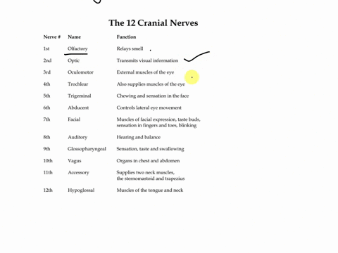 what-are-the-3-parts-of-the-spinal-cord-and-each-of-their-functions-list-the-12-cranial-nerves-and-write-1-function-for-each-compare-and-contrast-somatic-from-autonomic-nervous-system-compar-02539