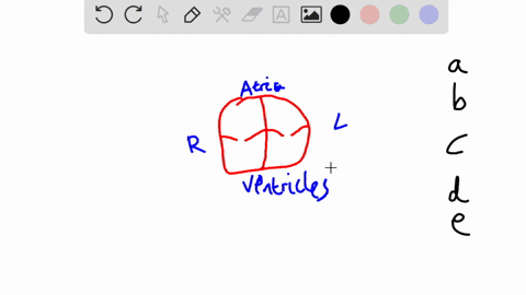 given-these-blood-vessels1-aorta-3-pulmonary-trunk2-inferior-vena-cava-4-pulmonary-veinchoose-the-arrangement-that-lists-the-vessels-in-the-order-a-red-bloodcell-would-encounter-them-going-f-97335