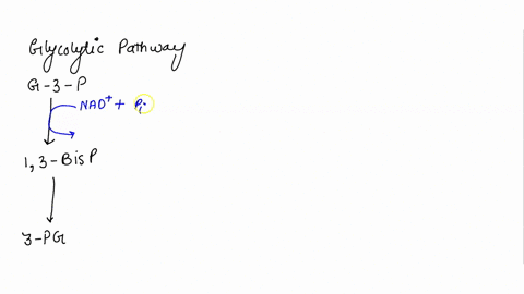 chem-42435243-biochemistry-homework-suppose-that-you-discover-mutant-strain-of-yeast-whose-glycolytic-pathway-was-shorter-because-of-the-presence-of-new-enzyme-calalyzing-the-reaction-shown-42516
