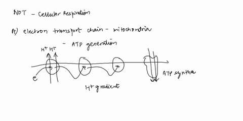 which-of-these-is-not-part-of-cellular-respiration-a-electron-transport-chain-b-glycolysis-c-calvin-cycle-d-krebs-cycle-25055