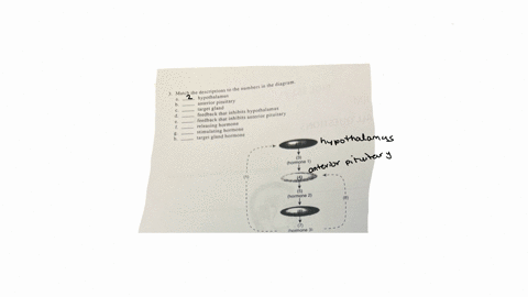 3-match-the-descriptions-to-the-numbers-in-the-diagram-a-hypothalamus-b-anterior-pituitary-c-target-gland-d-feedback-that-inhibits-hypothalamus-e-feedback-that-inhibits-anterior-pituitary-f-releasin-2