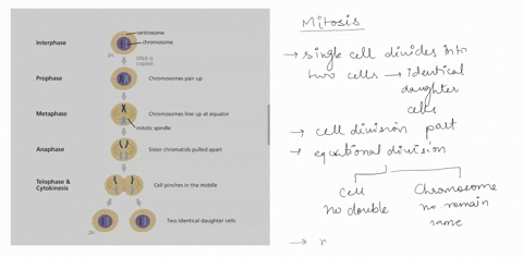 why-do-cells-perform-mitosis-a-asexual-reproduction-b-replacement-c-growth-d-all-of-these-56844