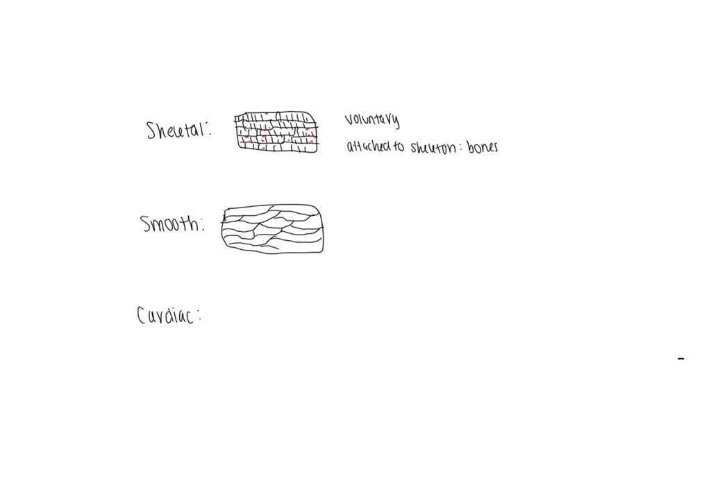 solved-lab-3-histology-and-the-integumentary-system-labeling