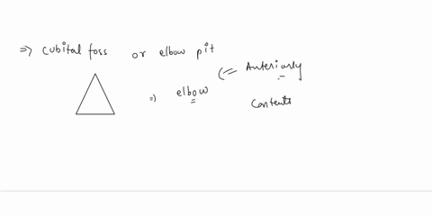 the-cubital-fossa-does-not-contain-which-of-the-following-aradial-nerve-bbiceps-brachii-tendon-culnar-nerve-dmedian-nerve-ethe-brachial-artery-16105