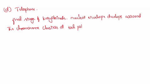 the-nuclear-envelope-forms-around-each-group-of-chromosomes-and-the-spindle-apparatus-disappears-in-aprophase-banaphase-cmetaphase-dtelophase-06822