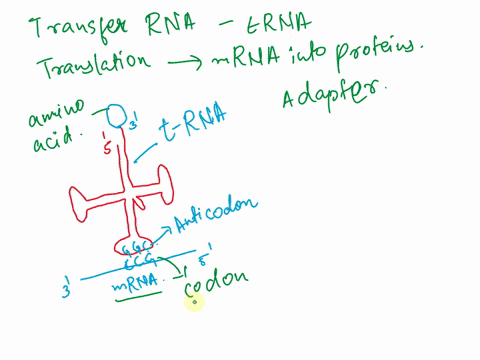 an-adapter-can-be-thought-of-as-a-tool-that-converts-an-input-to-a-new-or-modified-use-explain-how-the-structure-of-the-trna-molecule-helps-it-function-as-an-adapter-to-translate-the-mrna-co-58365